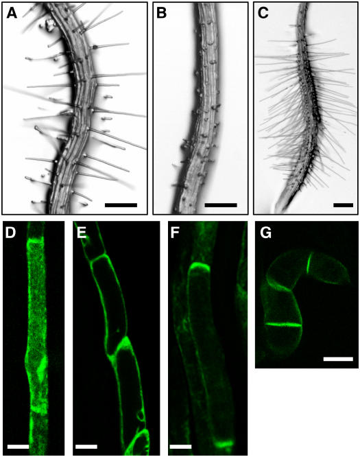 Figure 7.