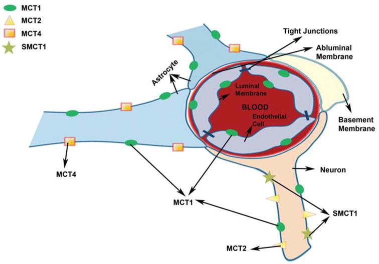 Fig. (1)