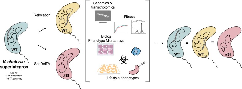 Graphical Abstract