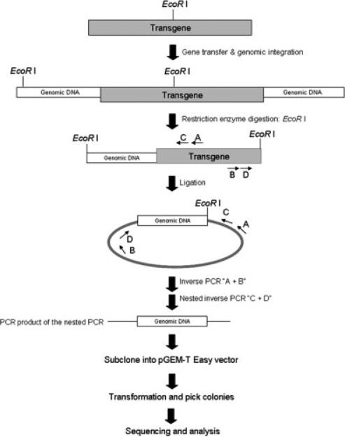 FIG. 1