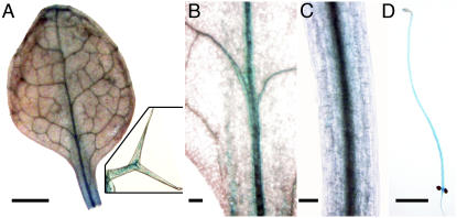 Figure 6.