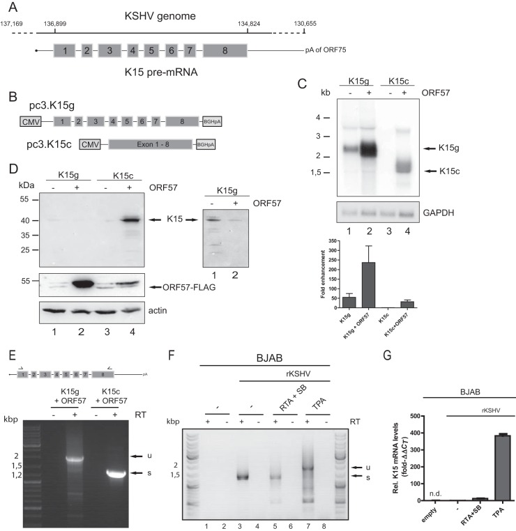 FIG 1