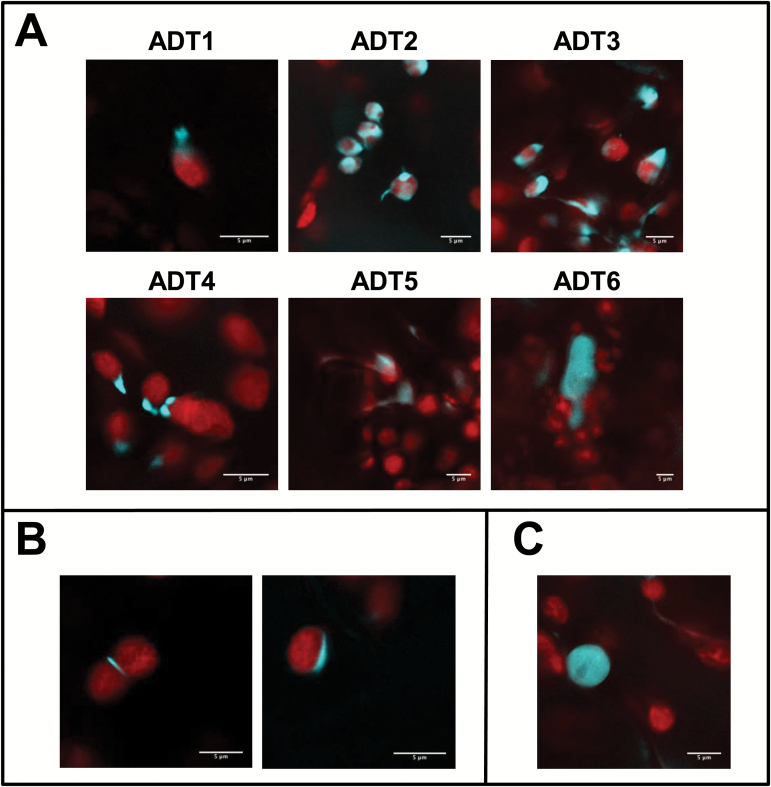 Fig. 8.