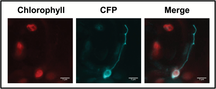 Fig. 3.