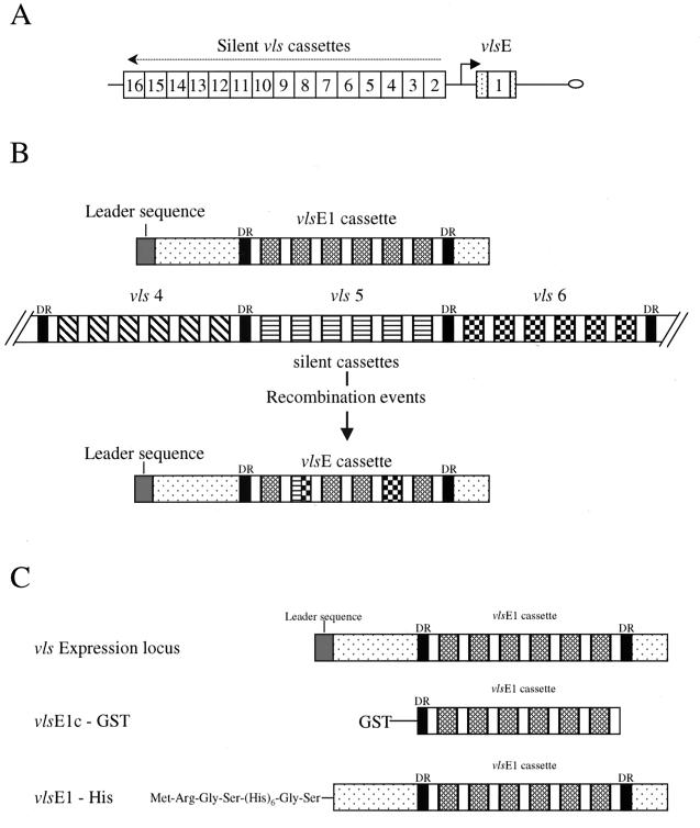 FIG. 1