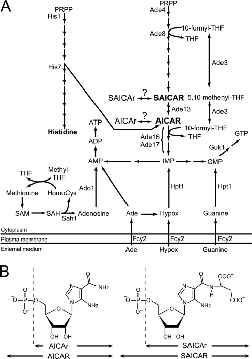 FIGURE 1.