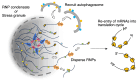 Graphical Abstract