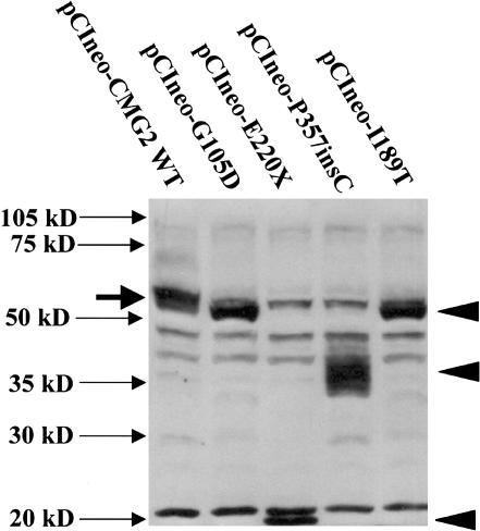 Figure  5