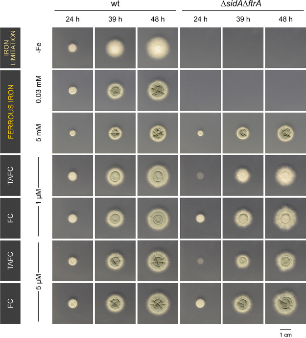 FIG 10