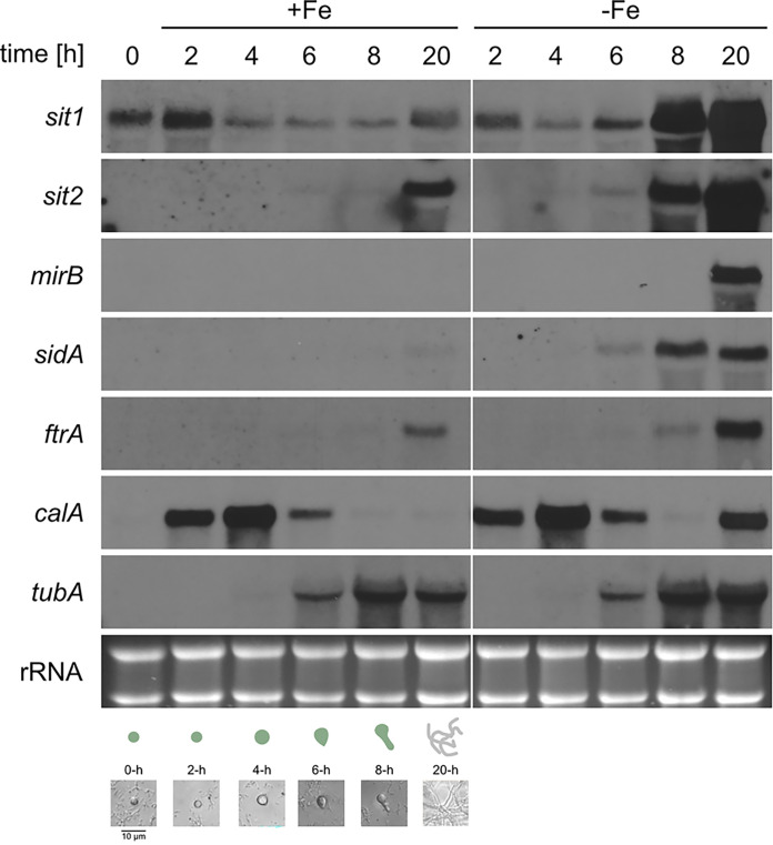 FIG 3