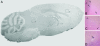 Fig. 4.