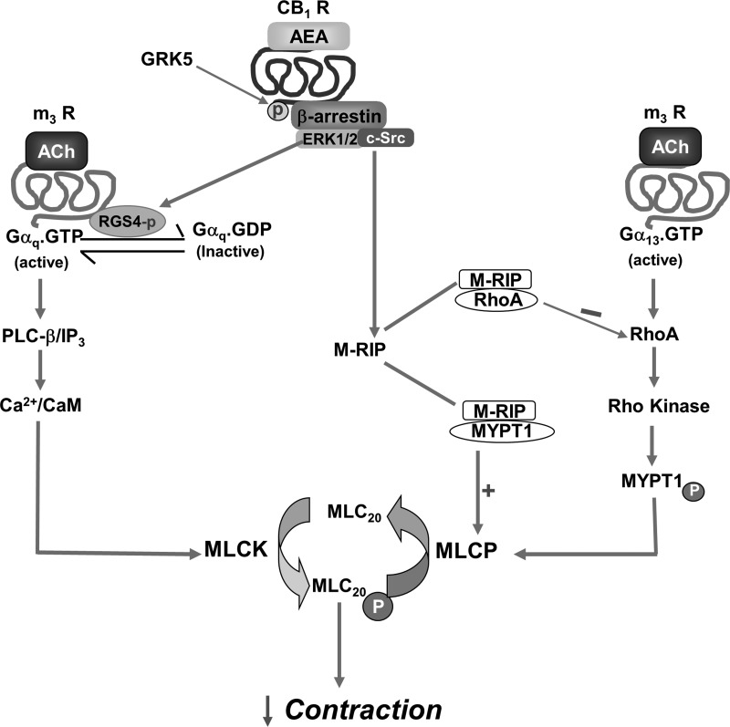 Fig. 11.