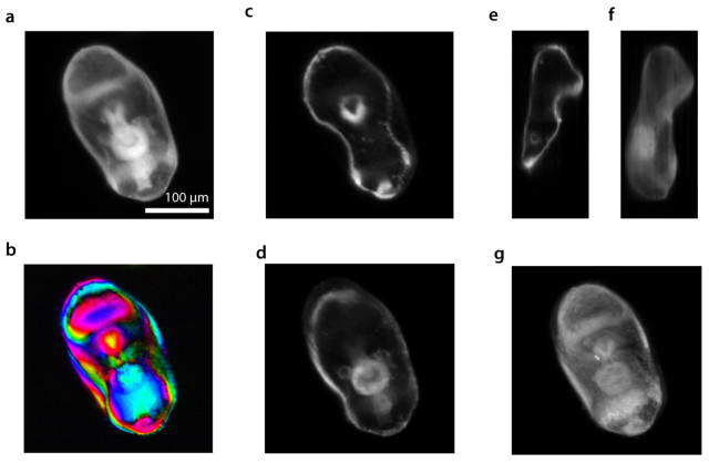 Fig. 5