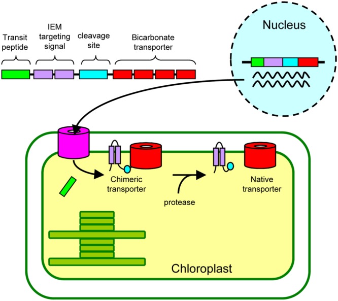 FIGURE 6