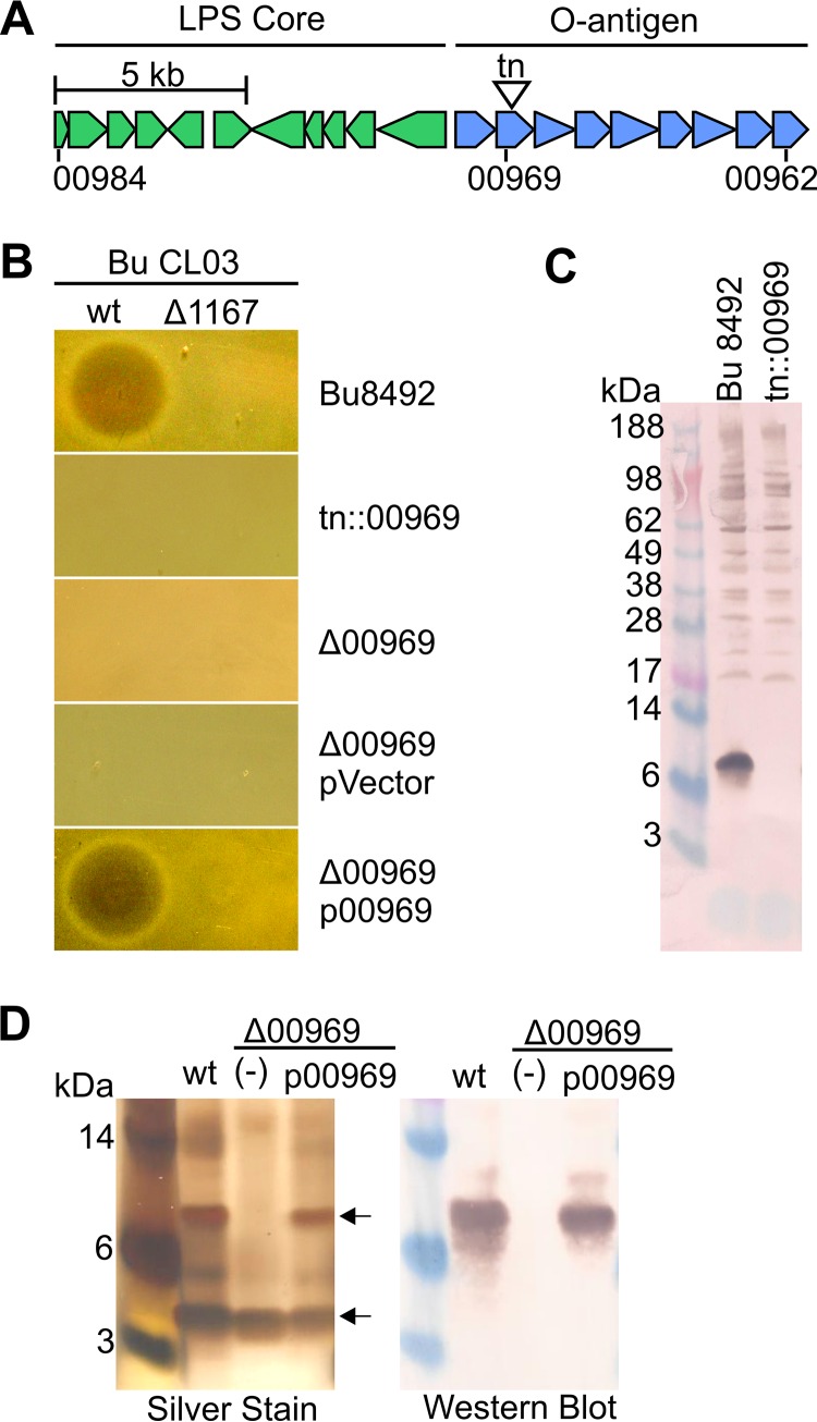 FIG 2 