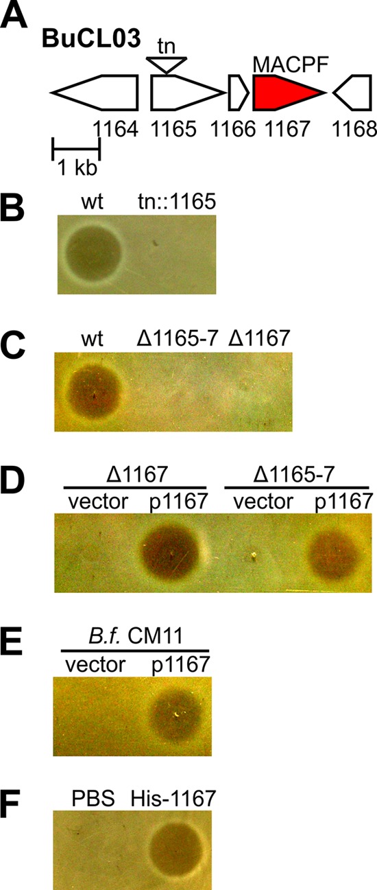 FIG 1 