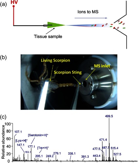 Fig. 6. (a) Experimental setup for direct ionization of biological tissues for mass spectrometric analysis. (Reproduced with permission from ref. 47.) (b) A photo of in vivo analysis of a living scorpion by field-induced direct ionization mass spectrometry. (c) Mass spectrum obtained for monitoring of secretion released from a living scorpion upon stimulation. (Figs. 6(b) & (c) were reproduced with permission from ref. 54.)