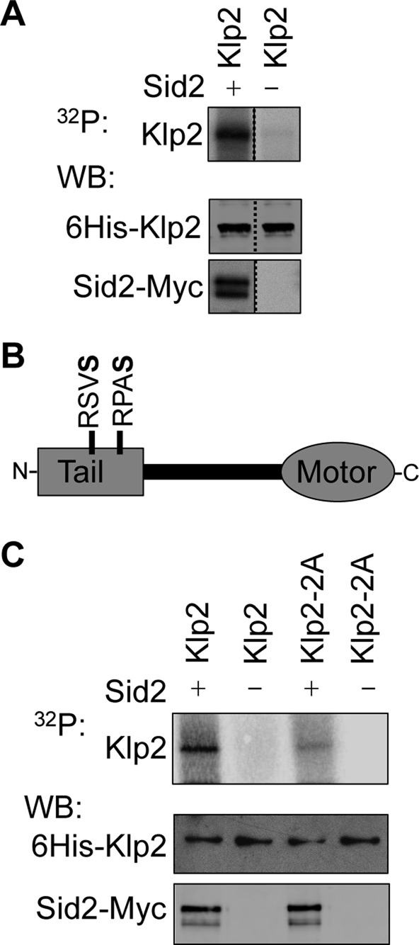 FIGURE 2: