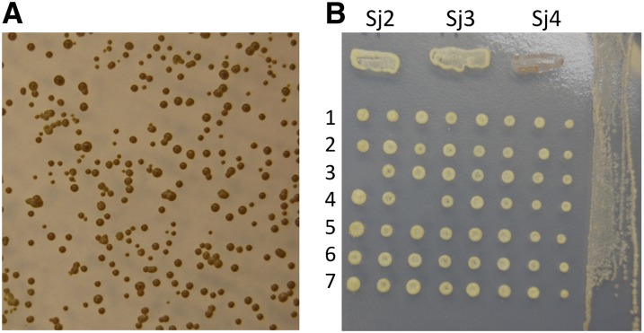 Figure 2 