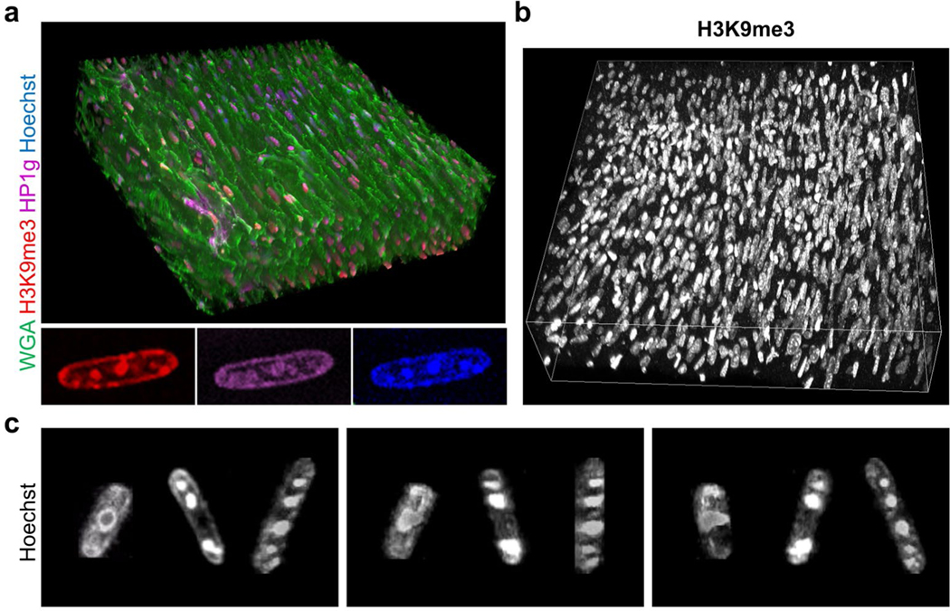 Figure 3: