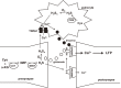 Figure 12.