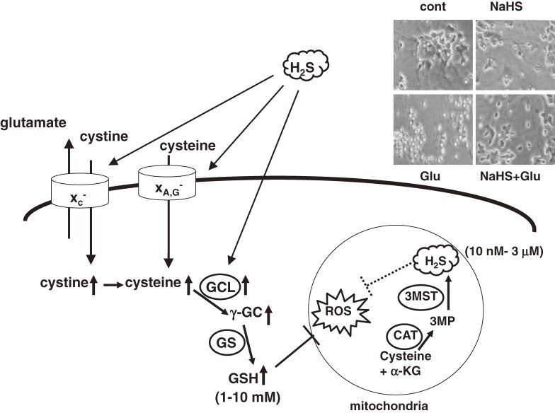 Figure 9. 