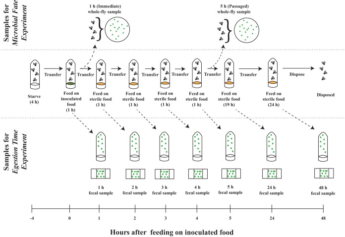 FIG 2 