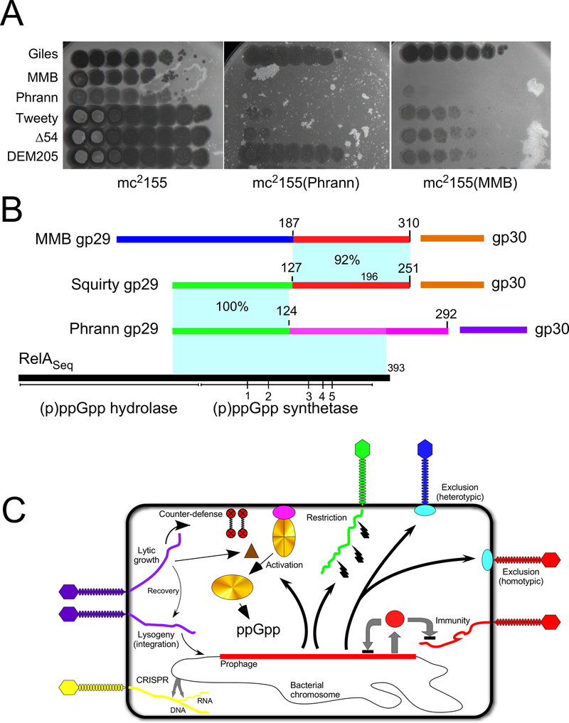 Figure 11.