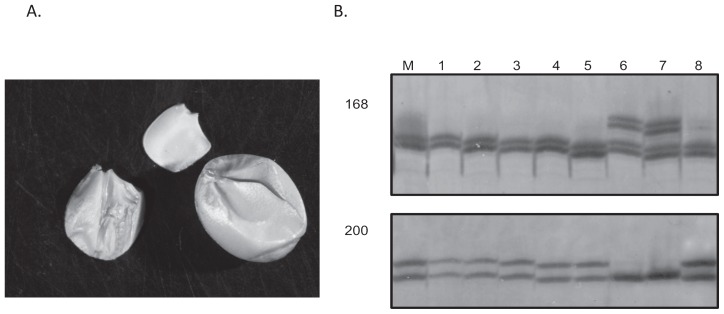 Fig. 5