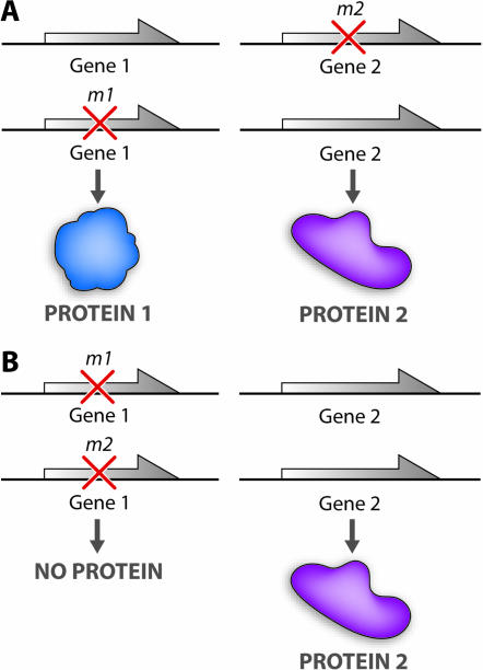 Figure 1.—