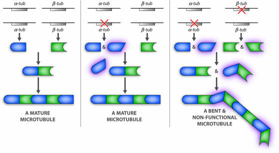 Figure 4.—