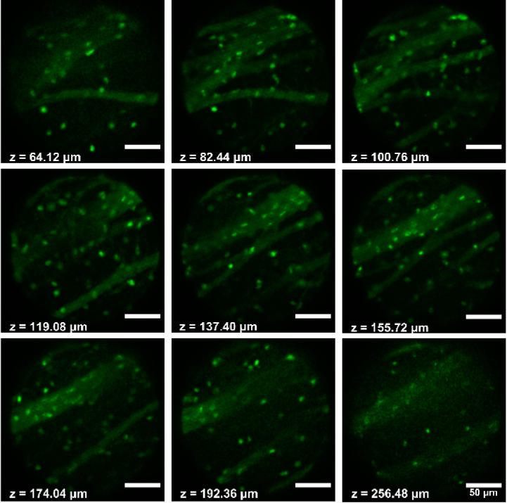 Fig. 4.