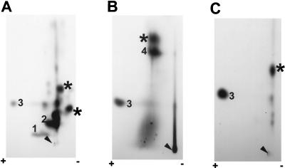 FIG. 6