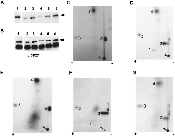 FIG. 8