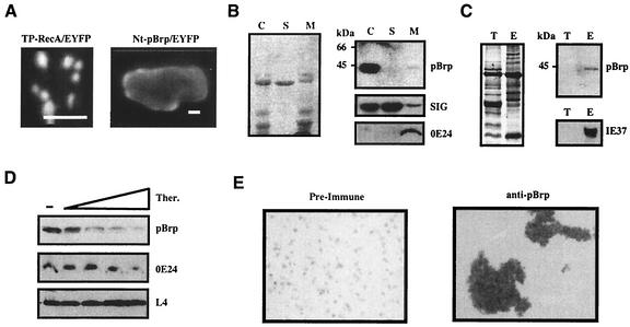 FIG. 5.