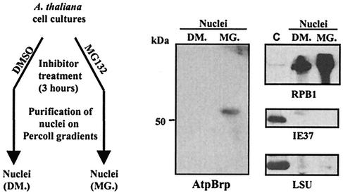 FIG. 8.