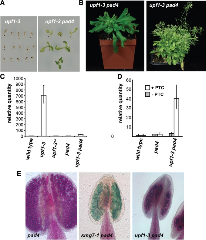 Figure 6.