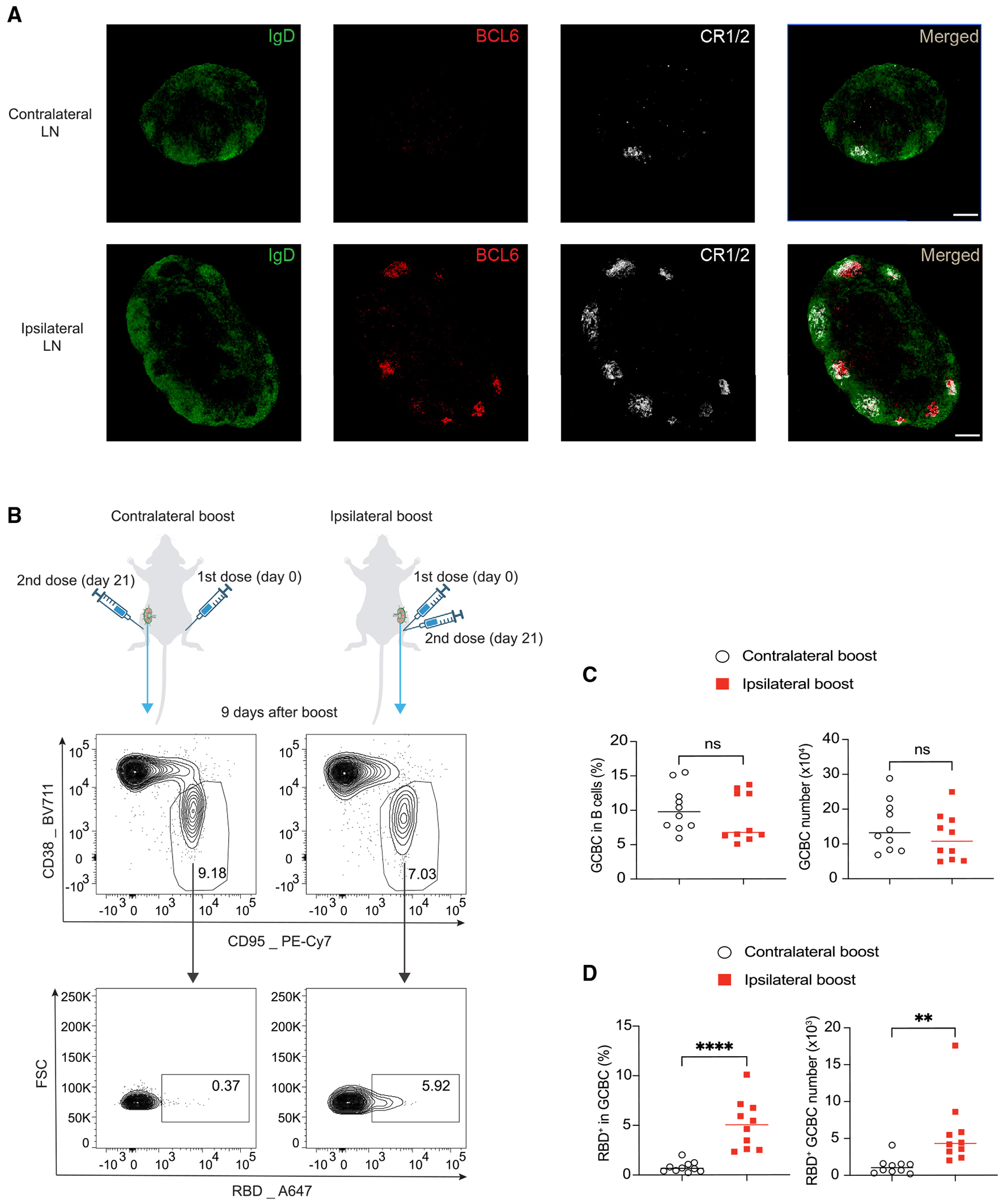 Ipsilateral Immunization After A Prior Sars-cov-2 Mrna Vaccination 