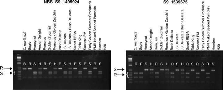 Fig 5