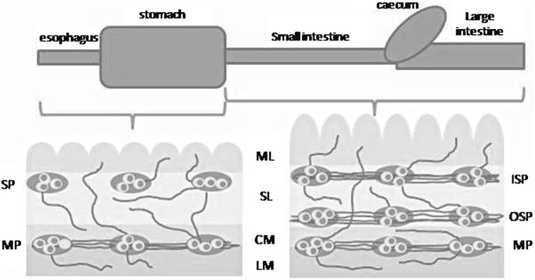 Fig. 2