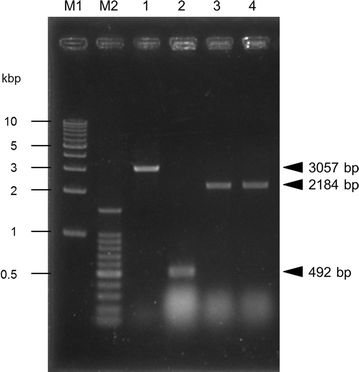 Fig. 2