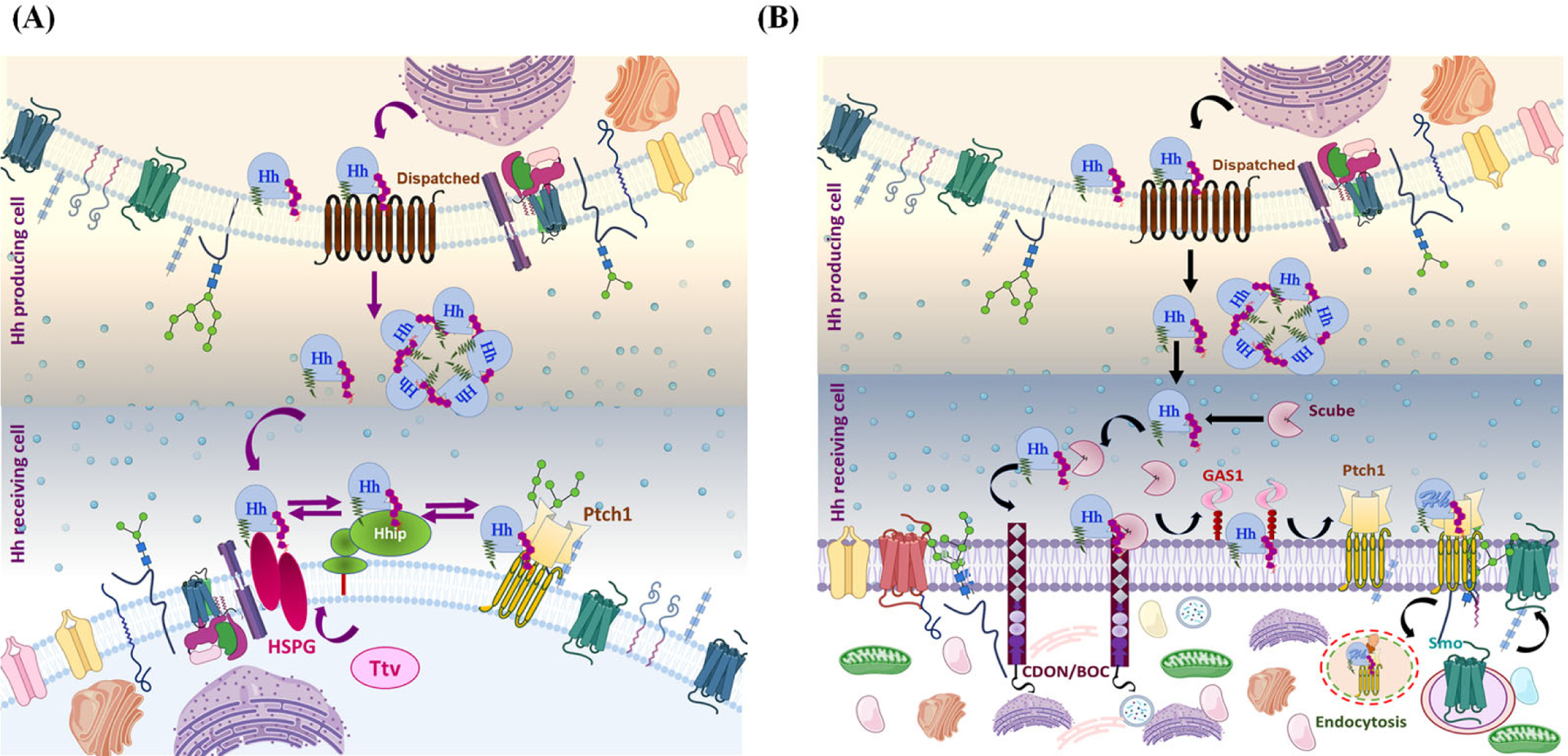 Figure 5: