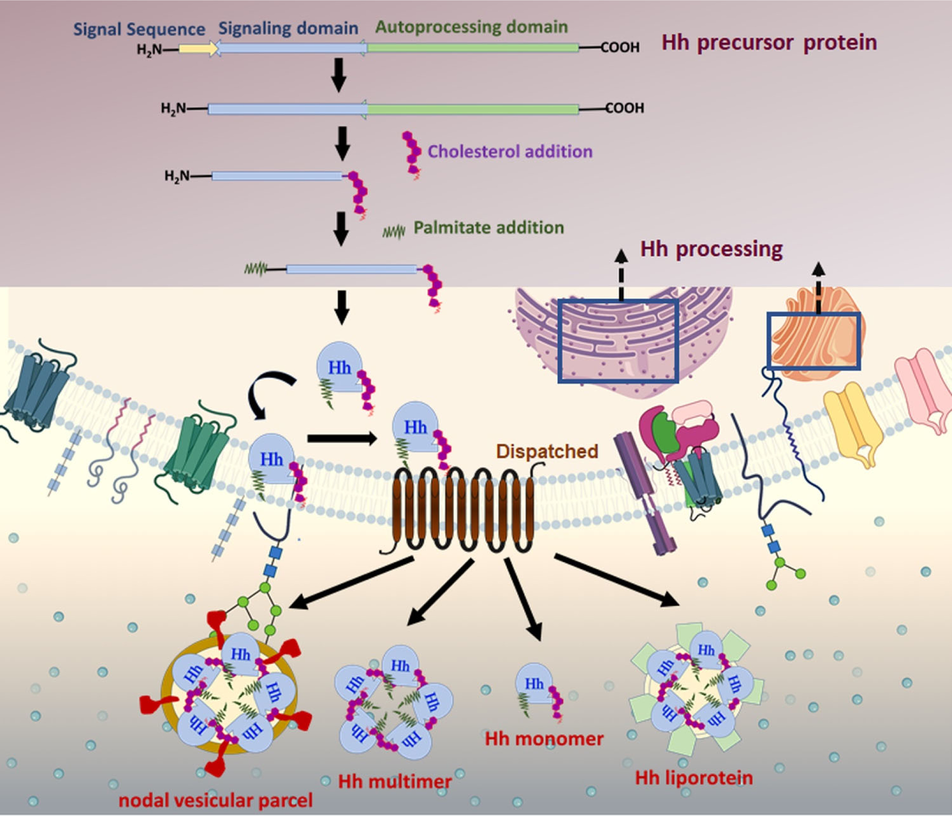 Figure 4: