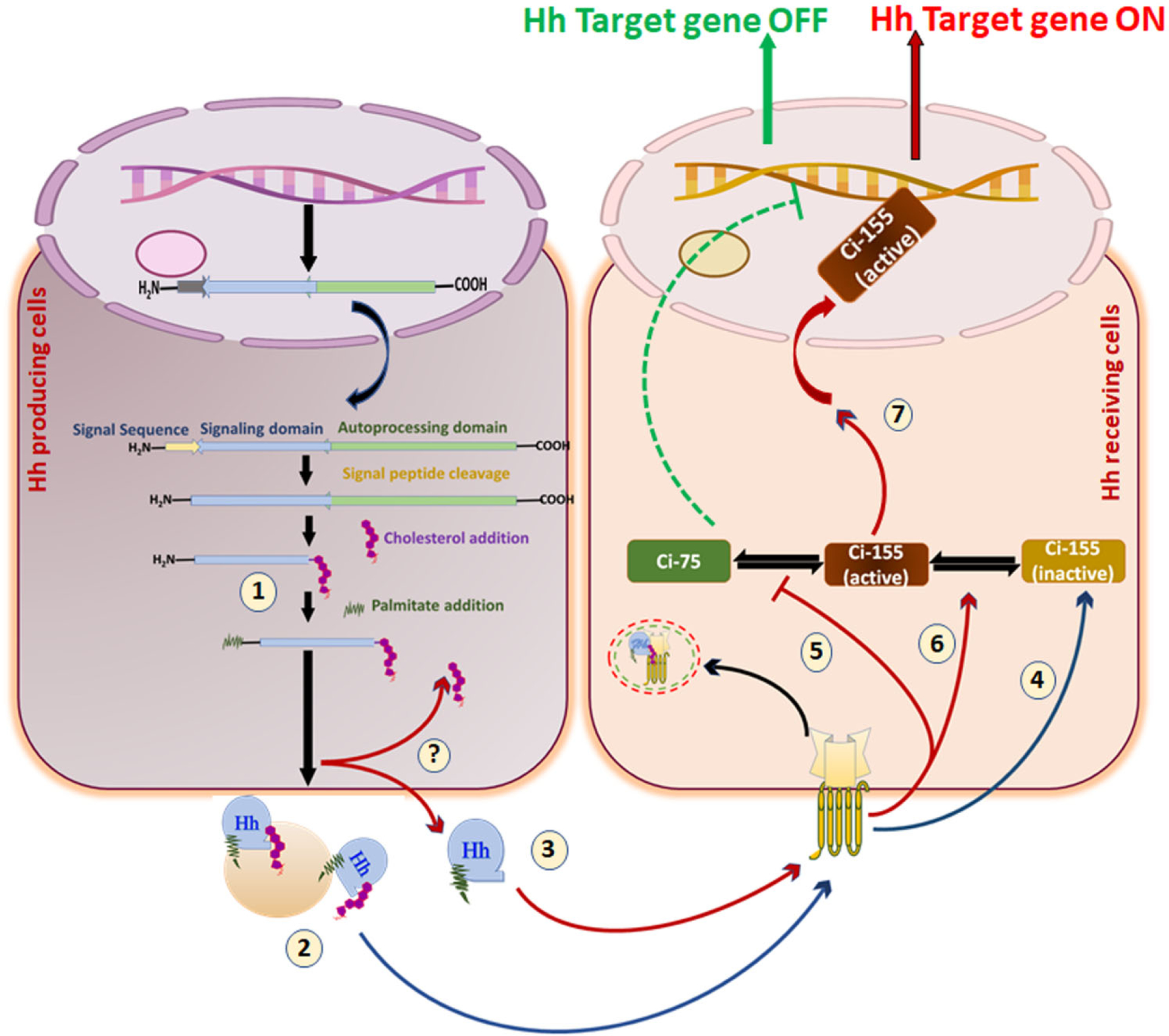 Figure 7: