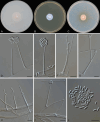 Fig. 20