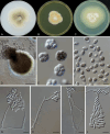 Fig. 10