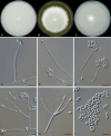 Fig. 12