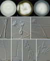 Fig. 4