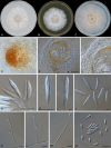 Fig. 33