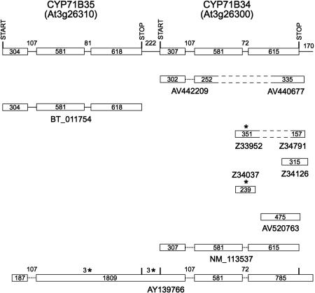 FIGURE 1.